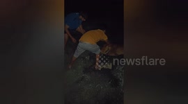 Midnight Rescue: Cow Saved from Drain by Vigilant Group in Shahdol, Madhya Pradesh