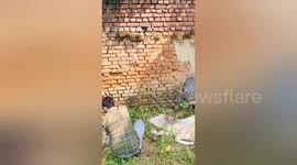 Heroic Rescue: Vets Save Collapsed Cow Suffering from Lumpy Skin Disease in India