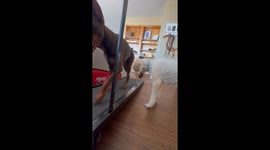 Baffled dog stares at fellow pooch on treadmill