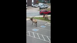 Estes Park Elk Rams Parked Car