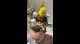 Crazy Hair Includes Egg And Chicks