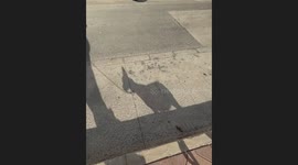 Dog's Shadow Looks Like a Donkey