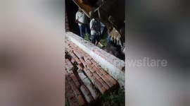 Social organisation Rescued: Cow Freed After Days Trapped Between Walls