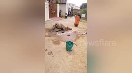 Lumpy Skin Disease: Cow Rescued in Shahdol by Compassionate Group in India
