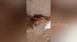 Compassion in Action: How a Cow Was Saved from Lumpy Skin Disease in India