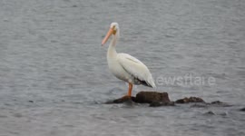 The American White Pelican was just chilling on Lake Superior