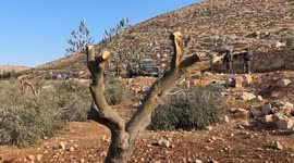 Despite violence, Palestinians return to harvest their olives in West Bank