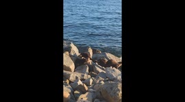 Family of Otters making their way to the ocean