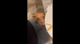 Linguine Sneak Attack