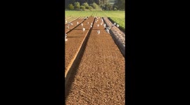 Storks Picking Organic Worms