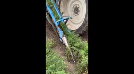 Carrot Harvesting