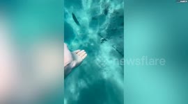 Brit tourist and wild octopus become friends - swimming together every day