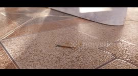 Baby centipede running fast on the floor. French island of Martinique, Caribbean, Antilles, France,26 October 2025