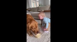 baby snatching ice cream from dog