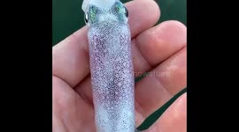 unique fish