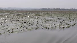 Flock of Egrets Following Ripples of a Boat