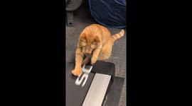 Harpo's Treadmill Workout