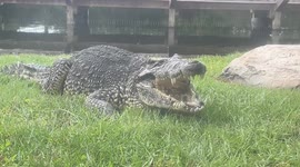 a crocodile enjoying a relaxing day in the Sun.