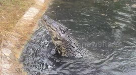a crocodile enjoys a meal