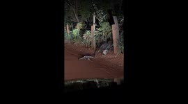 Filmado em Várzea Grande-Mato grosso
Tamanduá bandeira mãe com seu filhote que cai ao atravessar a cerca de arame, ela volta pra buscar ele.