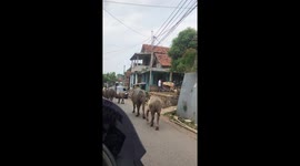 Cows casually block road as they walk to new field