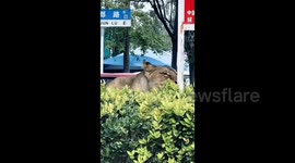 马戏团狮子在喂食过程中逃脱 跑上闹市街头