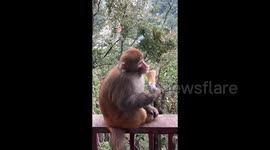 猴子吃着抢来的冰淇淋津津有味 被抢的小男孩在一旁哇哇大哭