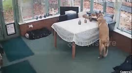 Mischievous dog tips white paint over owner's carpet while they watch on CCTV