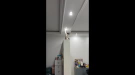 The Cat’s Confusing Behavior