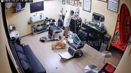 Dog Rings Itself