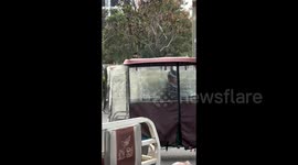 马戏团狮子在喂食过程中逃脱 跑上闹市街头