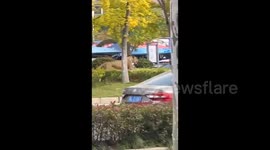 马戏团狮子在喂食过程中逃脱 跑上闹市街头