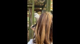 Woman has hilarious dance-off with cockatoo to Benson Boone tune
