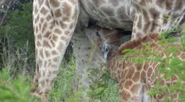 Giraffe foul/baby suckling from its mother in the wild