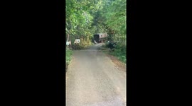 Truck topples over spilling dozens of school children onto ground