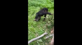 Playing in the Rachetes huge cage jardin Zoologique in Kinshasa