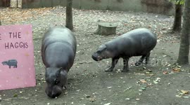 Haggis the pygmy hippo gets fond farewell from Edinburgh Zoo