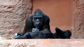 Adult gorilla clearly unimpressed as toddlers go wild