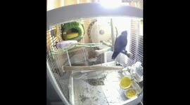 The Parrot in Training
