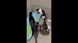 Kitten Surrounded by Elders