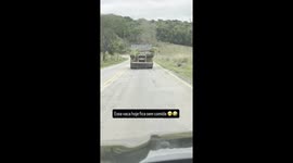 Truck Loaded With Grass Spills Cargo on Highway in Minas Gerais