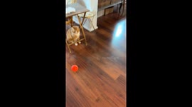 Orange Cat Jumps Straight Up in the Air Chasing a Bouncy Ball