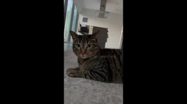 “Meow-tain” of laughs—TikTok trend of telling cats jokes hits 5M views