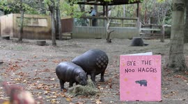 UNCAPTIONED: Haggis the pygmy hippo gets fond farewell from Edinburgh Zoo