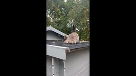 Baby Peacock Peek-a-Boo