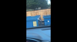 Squirrel Hits the Jackpot With a Chicken Wing