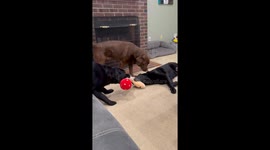 Lazy Black Lab Doesn't Stand To Play