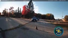 US: Troopers Rescue Injured Red-Tailed Hawk In Grayling