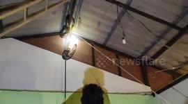 Python found dangling from family's ceiling