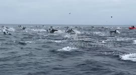 Unbelievable! 500+ Dolphins Stampeding Near Newport Beach, CA